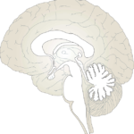 human brain in the lab