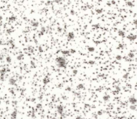 Speckled White Trespa Toplab base