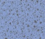 Speckled Powder Blue Trespa TopLab Base