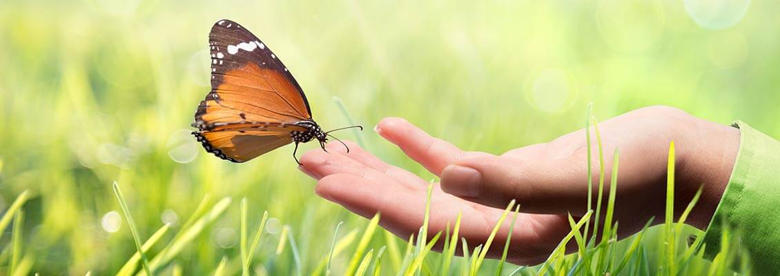 Sustainability and Environment